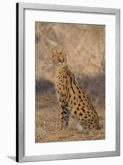 African Serval-DLILLC-Framed Photographic Print