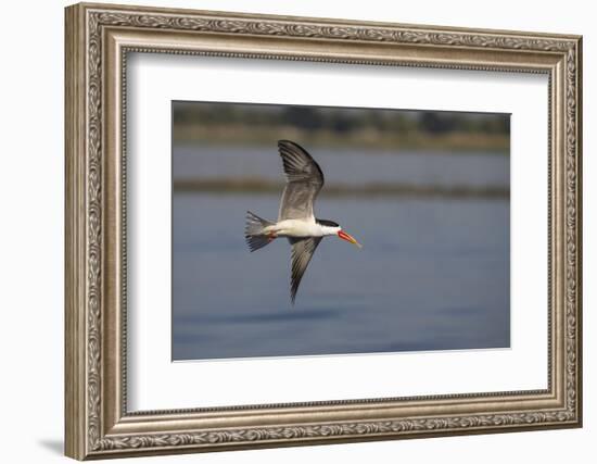 African skimmer (Rhynchops flavirostris), Chobe River, Botswana, Africa-Ann and Steve Toon-Framed Photographic Print