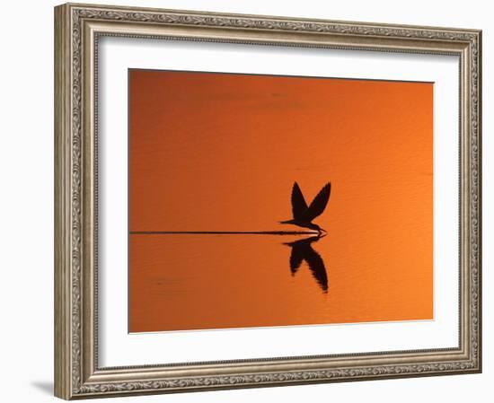 African Skimmer Skimming at Sunset, Chobe National Park, Botswana-Tony Heald-Framed Photographic Print