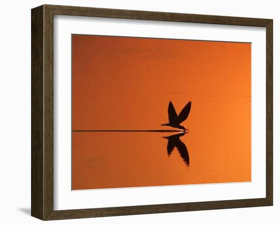 African Skimmer Skimming at Sunset, Chobe National Park, Botswana-Tony Heald-Framed Photographic Print