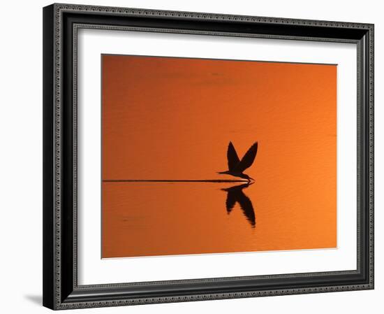 African Skimmer Skimming at Sunset, Chobe National Park, Botswana-Tony Heald-Framed Photographic Print