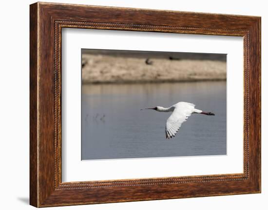 African Spoonbill (Platalea alba), Moremi Game Reserve, Okavango Delta, Botswana, Africa-Sergio Pitamitz-Framed Photographic Print