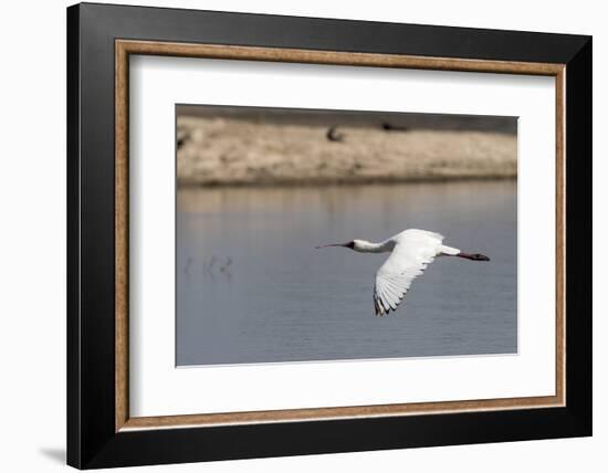 African Spoonbill (Platalea alba), Moremi Game Reserve, Okavango Delta, Botswana, Africa-Sergio Pitamitz-Framed Photographic Print