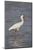 African spoonbill (Platalea alba), Selous Game Reserve, Tanzania, East Africa, Africa-James Hager-Mounted Photographic Print