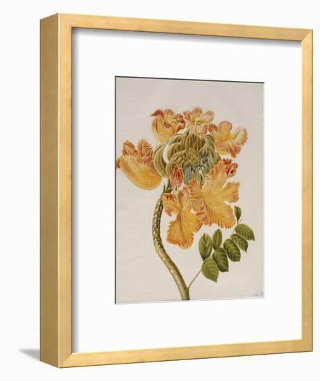 African Tulip, English School, circa 1850-null-Framed Premium Giclee Print