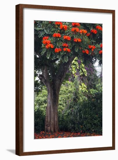 African Tulip Tree Growing on Oahu Island-Terry Eggers-Framed Photographic Print