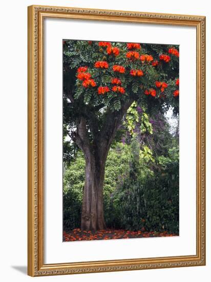 African Tulip Tree Growing on Oahu Island-Terry Eggers-Framed Photographic Print