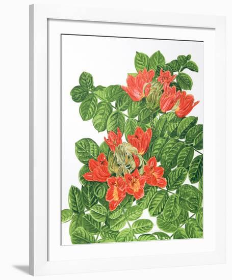 African Tulip Tree-Marion Sheehan-Framed Collectable Print