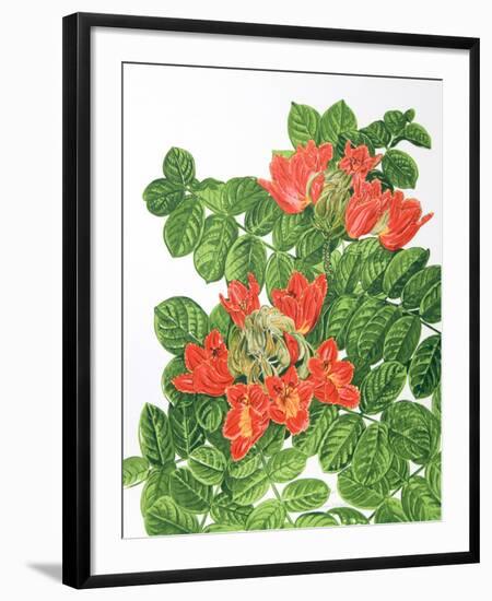 African Tulip Tree-Marion Sheehan-Framed Collectable Print