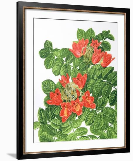 African Tulip Tree-Marion Sheehan-Framed Collectable Print