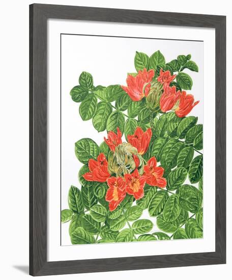 African Tulip Tree-Marion Sheehan-Framed Collectable Print