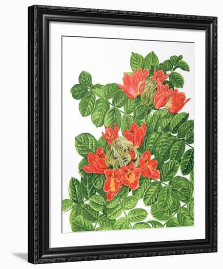 African Tulip Tree-Marion Sheehan-Framed Collectable Print