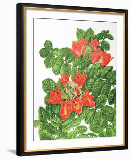 African Tulip Tree-Marion Sheehan-Framed Collectable Print