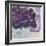 African Violet II-Samuel Dixon-Framed Art Print