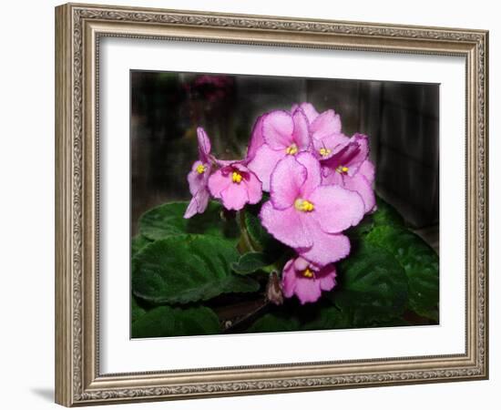 African Violets-Audrey-Framed Giclee Print