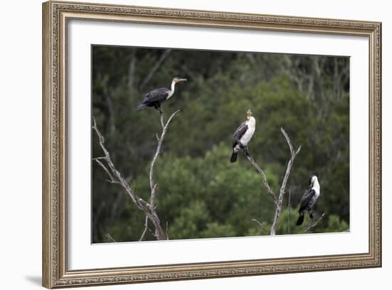 African White-Breasted Cormorant 01-Bob Langrish-Framed Photographic Print