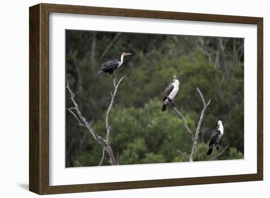 African White-Breasted Cormorant 01-Bob Langrish-Framed Photographic Print