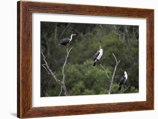 African White-Breasted Cormorant 01-Bob Langrish-Framed Photographic Print