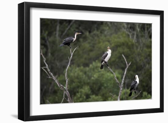 African White-Breasted Cormorant 01-Bob Langrish-Framed Photographic Print