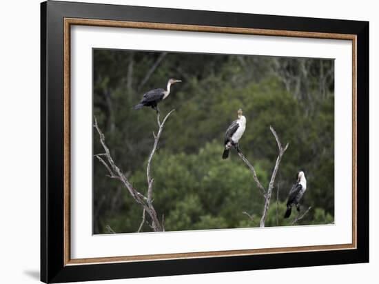 African White-Breasted Cormorant 01-Bob Langrish-Framed Photographic Print