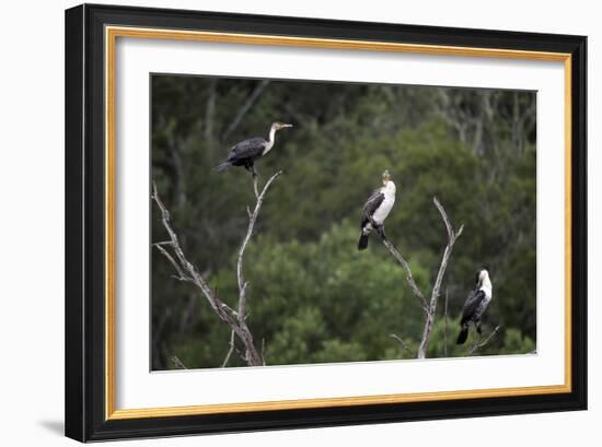 African White-Breasted Cormorant 01-Bob Langrish-Framed Photographic Print