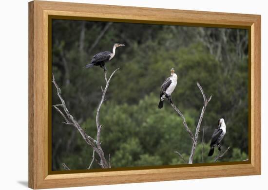 African White-Breasted Cormorant 01-Bob Langrish-Framed Premier Image Canvas