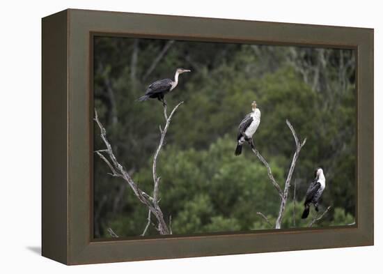 African White-Breasted Cormorant 01-Bob Langrish-Framed Premier Image Canvas