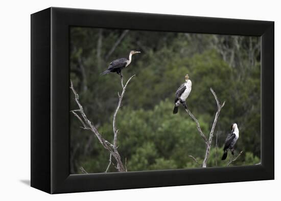 African White-Breasted Cormorant 01-Bob Langrish-Framed Premier Image Canvas