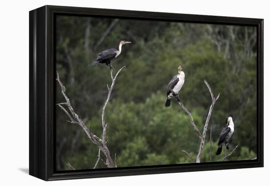 African White-Breasted Cormorant 01-Bob Langrish-Framed Premier Image Canvas