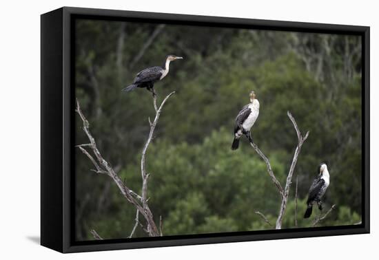African White-Breasted Cormorant 01-Bob Langrish-Framed Premier Image Canvas