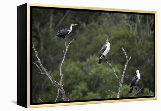 African White-Breasted Cormorant 01-Bob Langrish-Framed Premier Image Canvas