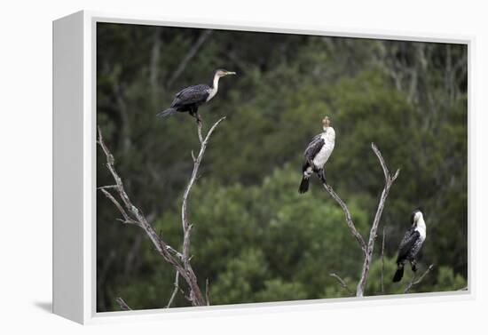 African White-Breasted Cormorant 01-Bob Langrish-Framed Premier Image Canvas