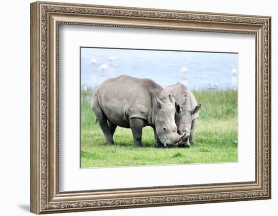 African White Rhino, Lake Nakuru, Kenya-nelik-Framed Photographic Print