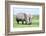 African White Rhino, Lake Nakuru, Kenya-nelik-Framed Photographic Print