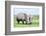 African White Rhino, Lake Nakuru, Kenya-nelik-Framed Photographic Print