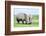 African White Rhino, Lake Nakuru, Kenya-nelik-Framed Photographic Print