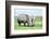African White Rhino, Lake Nakuru, Kenya-nelik-Framed Photographic Print