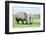 African White Rhino, Lake Nakuru, Kenya-nelik-Framed Photographic Print