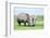 African White Rhino, Lake Nakuru, Kenya-nelik-Framed Photographic Print