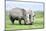 African White Rhino, Lake Nakuru, Kenya-nelik-Mounted Photographic Print