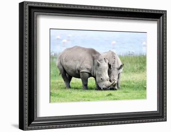 African White Rhino, Lake Nakuru, Kenya-nelik-Framed Photographic Print