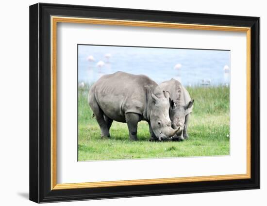 African White Rhino, Lake Nakuru, Kenya-nelik-Framed Photographic Print