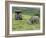 African White Rhinoceros, Inkwenkwezi Private Game Reserve, East London, South Africa-Cindy Miller Hopkins-Framed Photographic Print