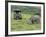 African White Rhinoceros, Inkwenkwezi Private Game Reserve, East London, South Africa-Cindy Miller Hopkins-Framed Photographic Print