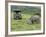 African White Rhinoceros, Inkwenkwezi Private Game Reserve, East London, South Africa-Cindy Miller Hopkins-Framed Photographic Print