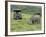 African White Rhinoceros, Inkwenkwezi Private Game Reserve, East London, South Africa-Cindy Miller Hopkins-Framed Photographic Print