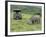 African White Rhinoceros, Inkwenkwezi Private Game Reserve, East London, South Africa-Cindy Miller Hopkins-Framed Photographic Print