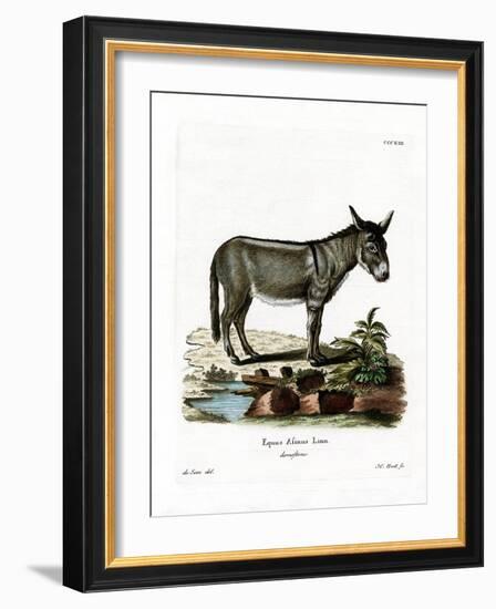 African Wild Ass-null-Framed Giclee Print