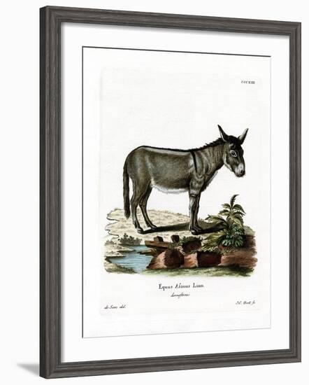 African Wild Ass-null-Framed Giclee Print