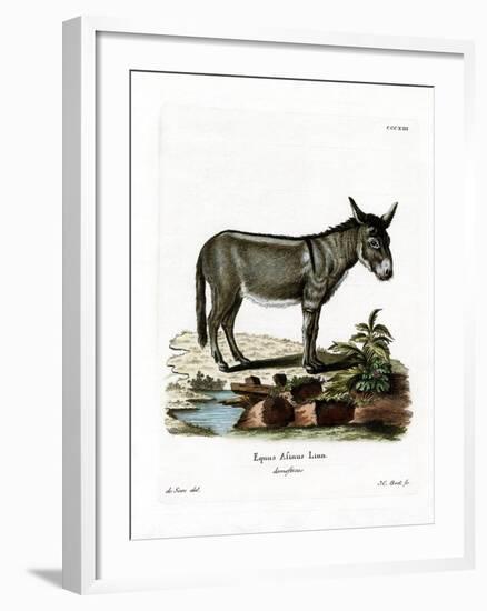 African Wild Ass-null-Framed Giclee Print